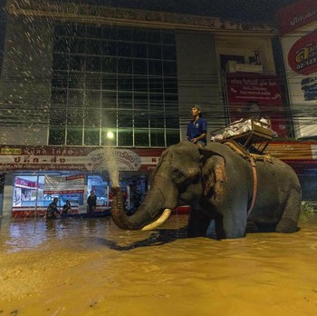 Tetangga RI Digulung Banjir Bandang, Kota 'Tenggelam'-Dua Gajah Mati
