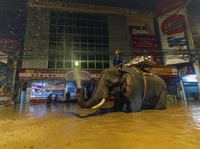 Tetangga RI Digulung Banjir Bandang, Kota 'Tenggelam'-Dua Gajah Mati