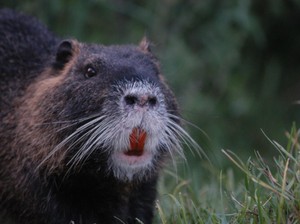 Serbuan Hewan Mirip Tikus Gigi Oranye Bikin Panik Warga California