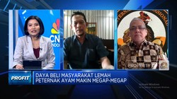Video: Peternak Ayam Megap-megap, Pasokan Melimpah & Permintaan Anjlok