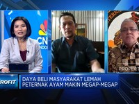 Video: Peternak Ayam Megap-megap, Pasokan Melimpah & Permintaan Anjlok