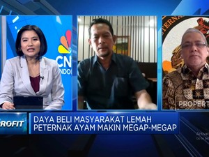 Video: Peternak Ayam Megap-megap, Pasokan Melimpah & Permintaan Anjlok