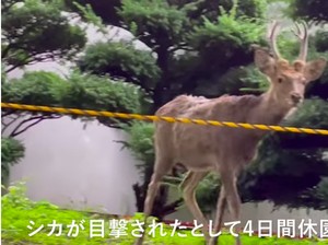 Rusa Liar Muncul Tiba-tiba, Jepang Tutup Kebun Raya Universitas