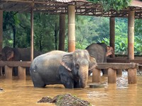 Seekor gajah ikut terendam banjir di Taman Alam Gajah di Chiang Mai, provinsi Chiang Mai, Thailand utara. (REUTERS/Thapanee Eadsrichai)