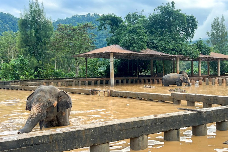 Lebih dari 20 provinsi di Thailand masih terendam banjir imbas musim hujan yang melanda Thailand. (AP Photo/Wason Wanichakorn)