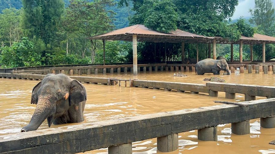 Lebih dari 20 provinsi di Thailand masih terendam banjir imbas musim hujan yang melanda Thailand. (AP Photo/Wason Wanichakorn)