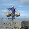BRI Tingkatkan Skala Usaha Klaster Rumput Laut Semaya di Nusa Penida