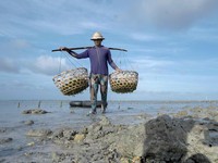 BRI Tingkatkan Skala Usaha Klaster Rumput Laut Semaya di Nusa Penida