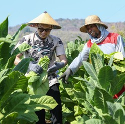 Ini Alasan Philip Morris & HMSP Investasi Rp 100 Triliun di RI