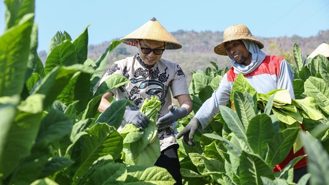 Laba HM Sampoerna (HMSP) Tembus Rp 6,6 Triliun di 2025