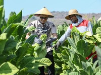 HM Sampoerna (HMSP) Cetak Laba Rp 5,22 Triliun di Q3/2024