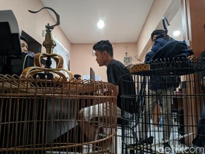 Pemuda di Mataram Curi Burung Murai Batu Rp 17 Juta untuk Beli Tuak