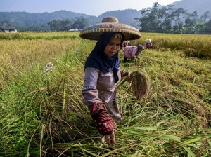 Menjaga Ketahanan Pangan Keluarga