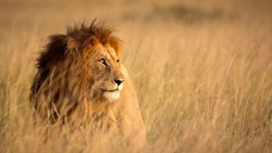 Ternyata Ini Alasan Singa Suka Membunuh Hyena tapi Tak Memangsanya