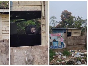 Kasihan, Beruang di Lampung Viral Mengais Tempat Sampah Cari Makanan