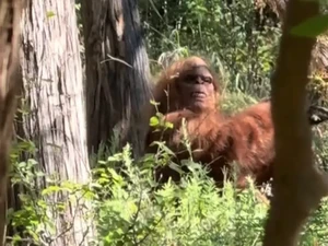 Viral Penampakan Bigfoot Tertangkap Kamera, Bikin Geger