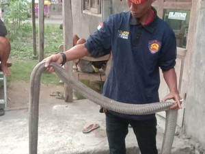 Ular 2,5 Meter yang Teror Permukiman di Kalasan Sleman Diduga King Cobra