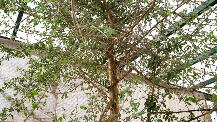 Ilmuwan menumbuhkan pohon misterius dari benih berusia 1.000 tahun. (Dok. Guy Eisner via CNN Internasional)