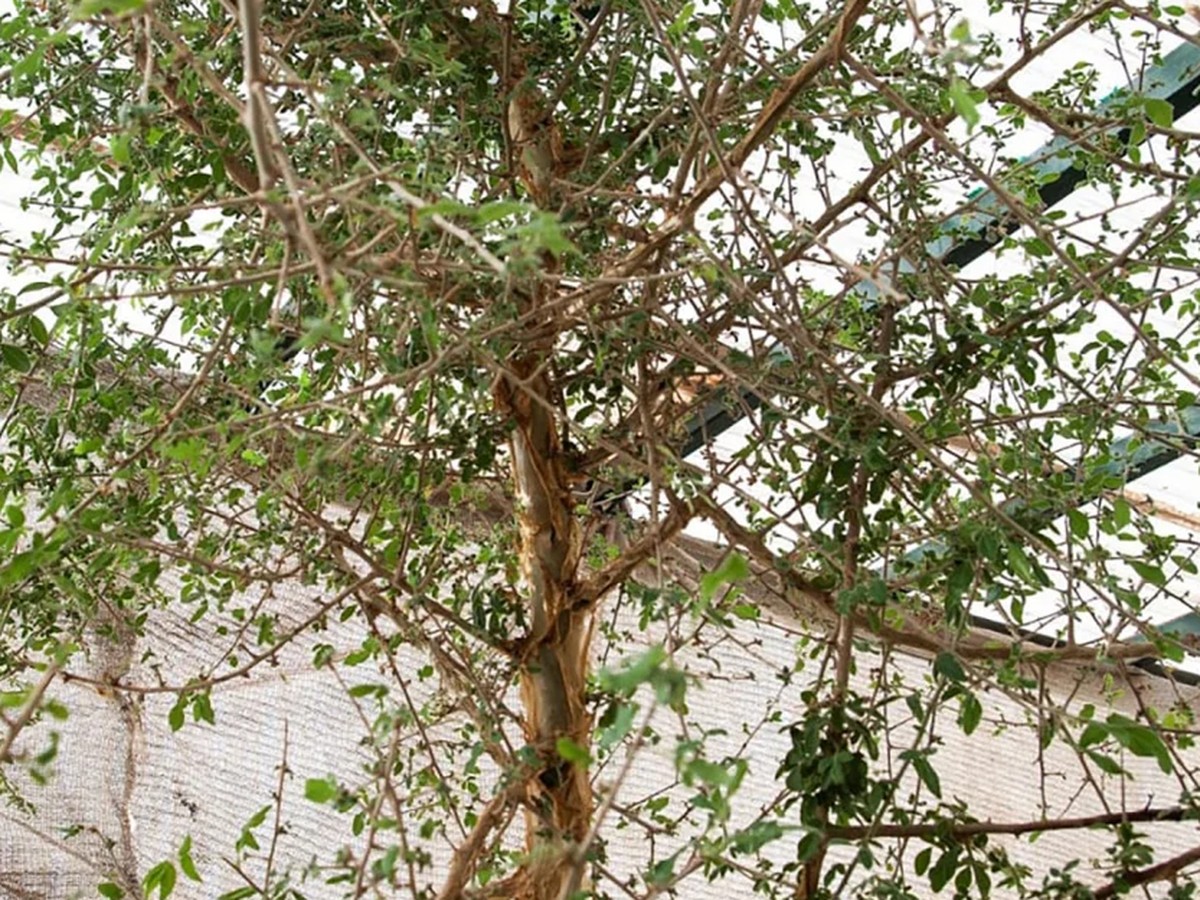 Peneliti Hidupkan Pohon Berusia 1.000 Tahun, Buka Peluang Obat Baru Alkitabiah