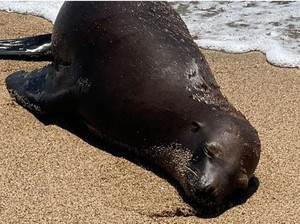 Racun Dalam Air Buat Singa Laut Jadi Ganas dan Serang Manusia