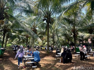 Slurpp! Menikmati Es Kopyor di Tengah Kebun Kopyor Bogor