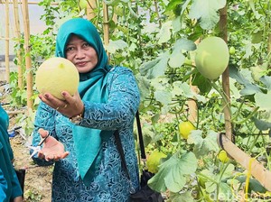 Cuan! Cerita Warga Gresik Sulap Tanah Gersang Jadi Wisata Petik Melon