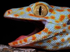 Kumpulan Mitos dan Fakta Seputar Tokek