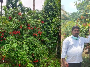 Tak Lulus SMA, Pria Ini Buktikan Tetap Bisa Jadi Petani Buah Sukses