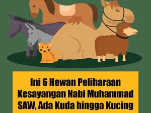 6 Hewan Peliharaan Kesayangan Nabi Muhammad SAW, Ada Kuda hingga Kucing