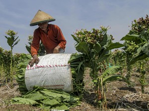 Petani Tembakau Buka Suara soal Rencana Kemasan Rokok Polos