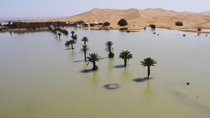 Pohon palem terendam di danau akibat hujan deras di kota gurun Merzouga, dekat Rachidia, tenggara Maroko, Rabu, 2 Oktober 2024. Pohon palem terendam di danau akibat hujan deras di kota gurun Merzouga, dekat Rachidia, tenggara Maroko, Rabu, 2 Oktober 2024. (AP Photo)