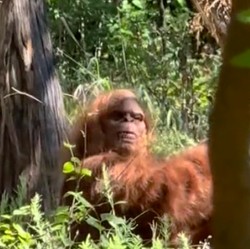 Viral Wujud Bigfoot Tertangkap Kamera Bikin Heboh, Ini Kata Pakar