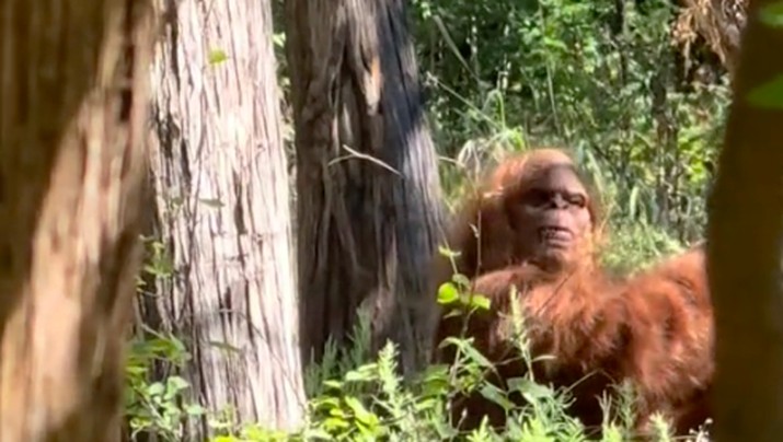 Sebuah video yang merekam penampakan Bigfoot di hutan diunggah melalui media sosial TikTok. (Tiktok/e_man580)