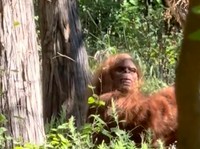 Viral Wujud Bigfoot Tertangkap Kamera Bikin Heboh, Ini Kata Pakar