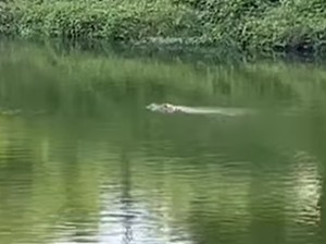 Teror Buaya di Kanal Batua Raya Makassar Bikin Warga Ketakutan