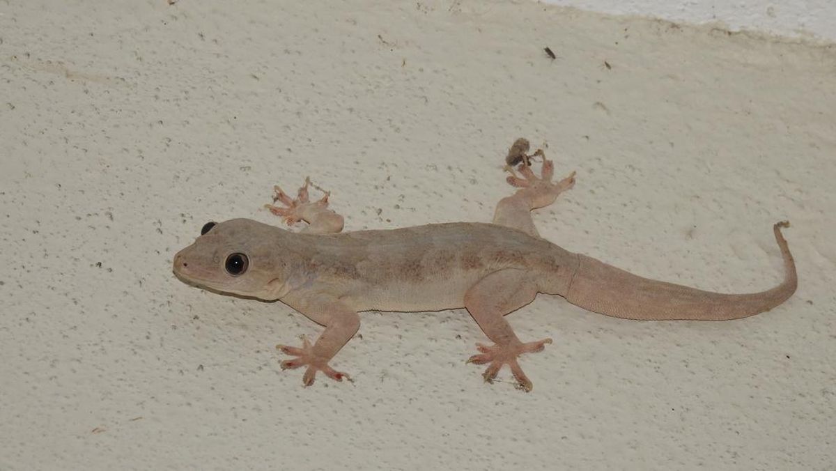 Cicak Berkeliaran di Plafon Rumah? Semprot Bahan Ini Untuk Mengusirnya