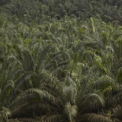 Dibalik Modus Pengusaha Sawit 'Serbu' Lahan Negara