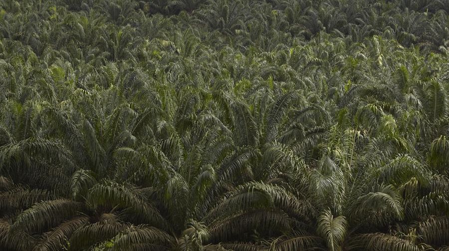 Kebun Sawit. (Dok. Triputra Group)
