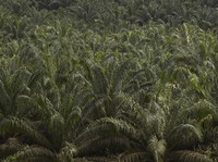 Ramai Sentimen Negatif, Pelaku Industri Sawit Optimis Hadapi 2025