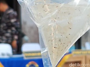 BBL Ilegal yang Digerebek Lanal Lampung Akan Diselundupkan ke Singapura-Vietnam