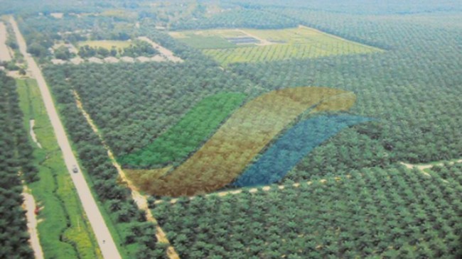 PTPN Bocorkan Bakal Bangun Hilirisasi Kelapa di Pulaiu Seram