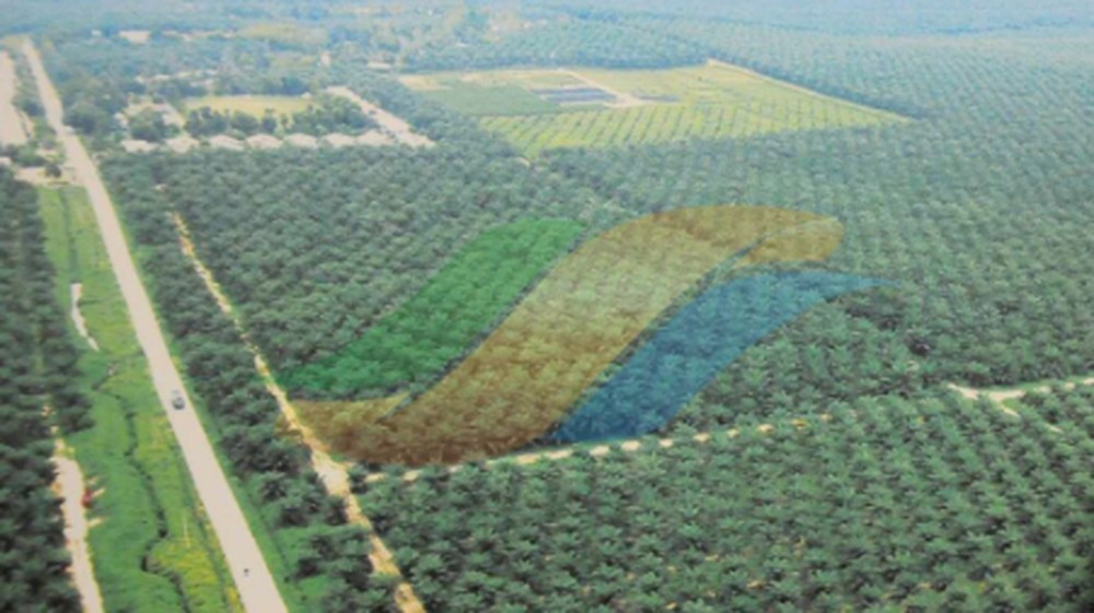 PTPN III Bidik Ekspansi Sawit 59.000 Hektare!