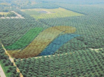 Bos PTPN III Buka-Bukaan Soal Aturan Perkebunan RI