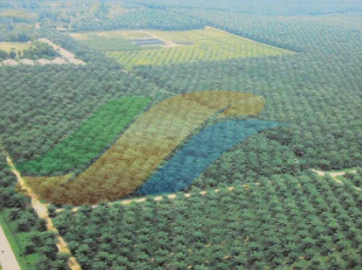 PTPN III Benahi Tata Ruang Puncak untuk Kurangi Banjir dan Dukung Program Gizi