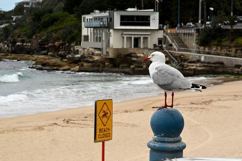 Kemunculan ratusan bola hitam misterius, yang menyerupai ter atau aspal, telah membuat dua pantai populer di area Sydney, Australia, ditutup sementara. (Saeed KHAN / AFP) Kemunculan ratusan bola hitam misterius, yang menyerupai ter atau aspal, telah membuat dua pantai populer di area Sydney, Australia, ditutup sementara. (Saeed KHAN / AFP)