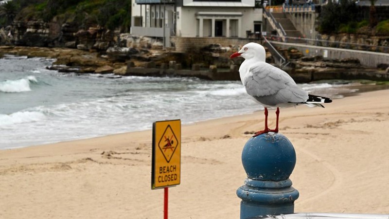 Kemunculan ratusan bola hitam misterius, yang menyerupai ter atau aspal, telah membuat dua pantai populer di area Sydney, Australia, ditutup sementara. (Saeed KHAN / AFP)