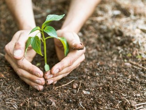 Hukum Menanam Pohon di Makam, Boleh atau Tidak dalam Islam?