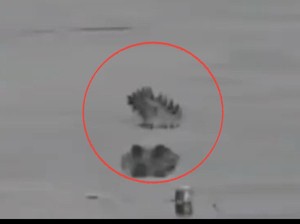 Heboh Buaya Muncul di Perairan Parepare Jadi Tontonan, Sempat Dikira Kayu