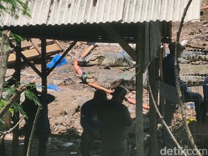 Buaya-buaya di Penangkaran Jebol Cianjur Siap Transmigrasi ke Sumsel