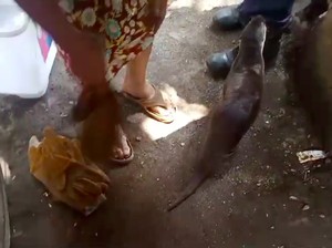 Berang-berang Kabur hingga Lukai Warga di Halim, Damkar Evakuasi